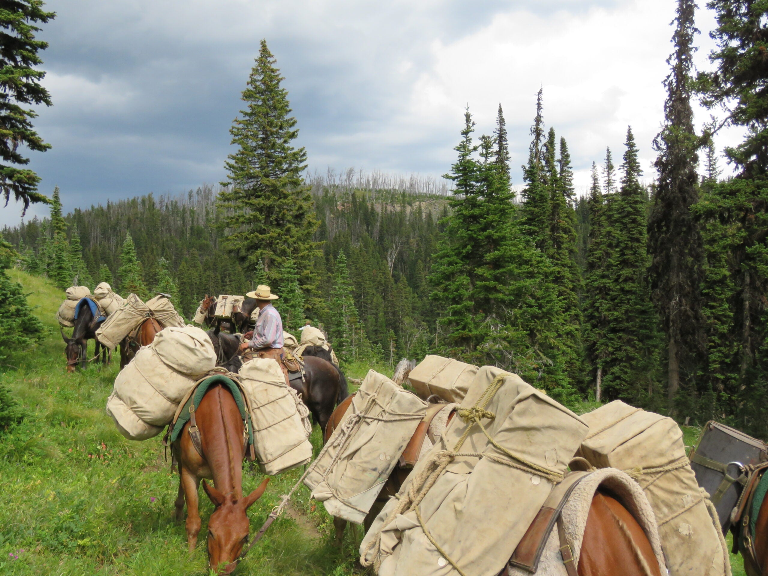 Horse Packing bags atop a mule