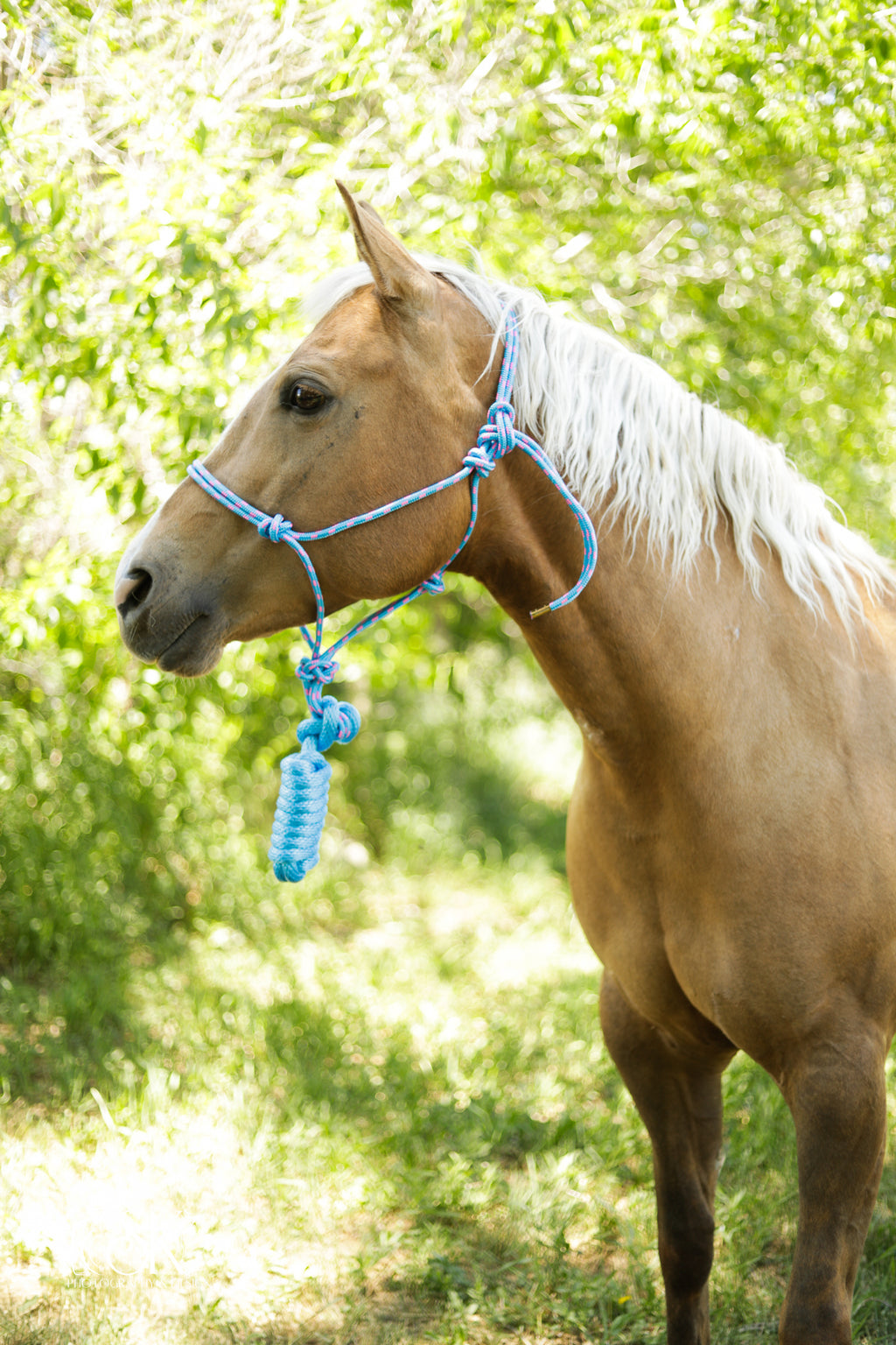 Rope Halter with Lead
