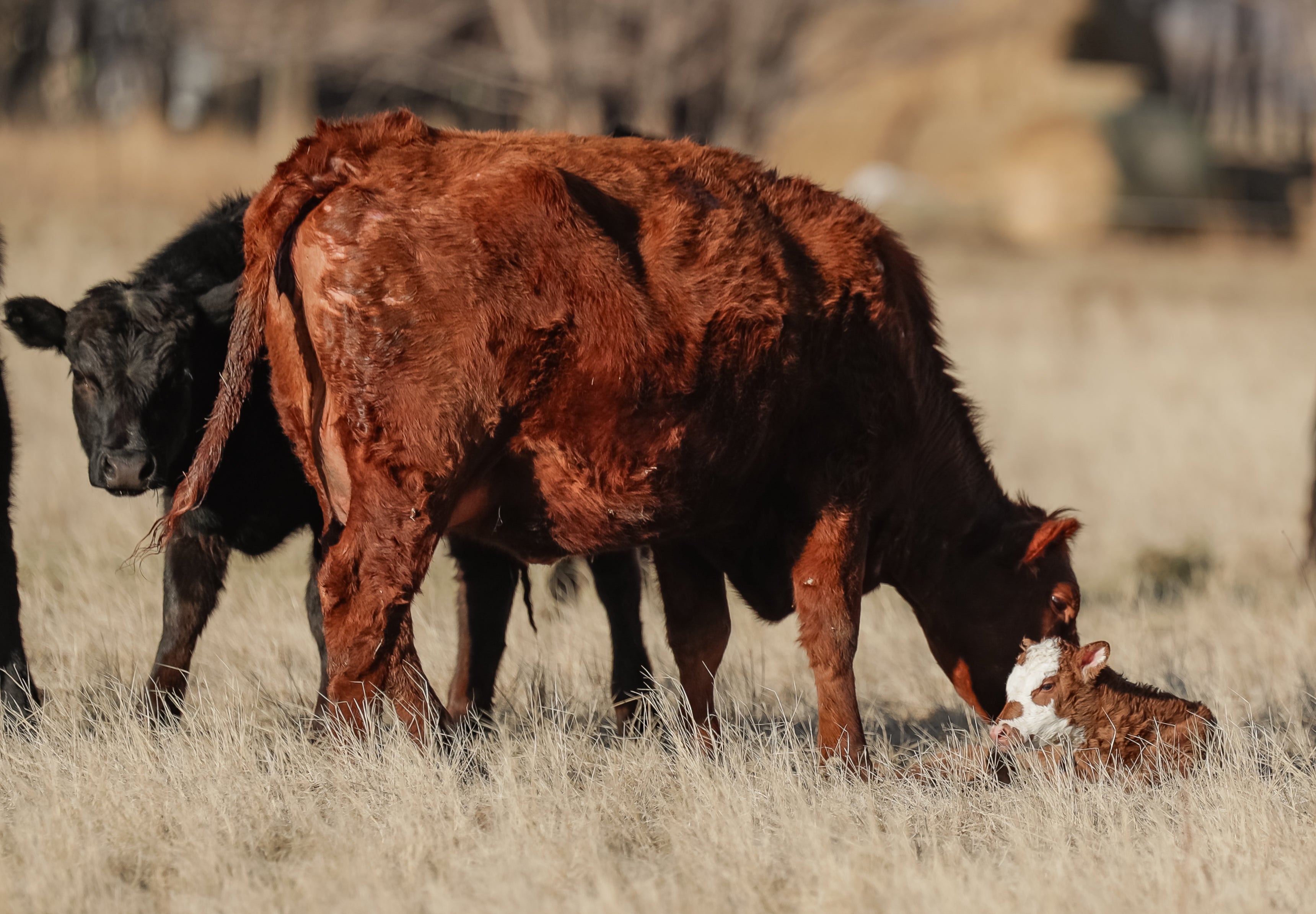beef cow, calving, baby cow