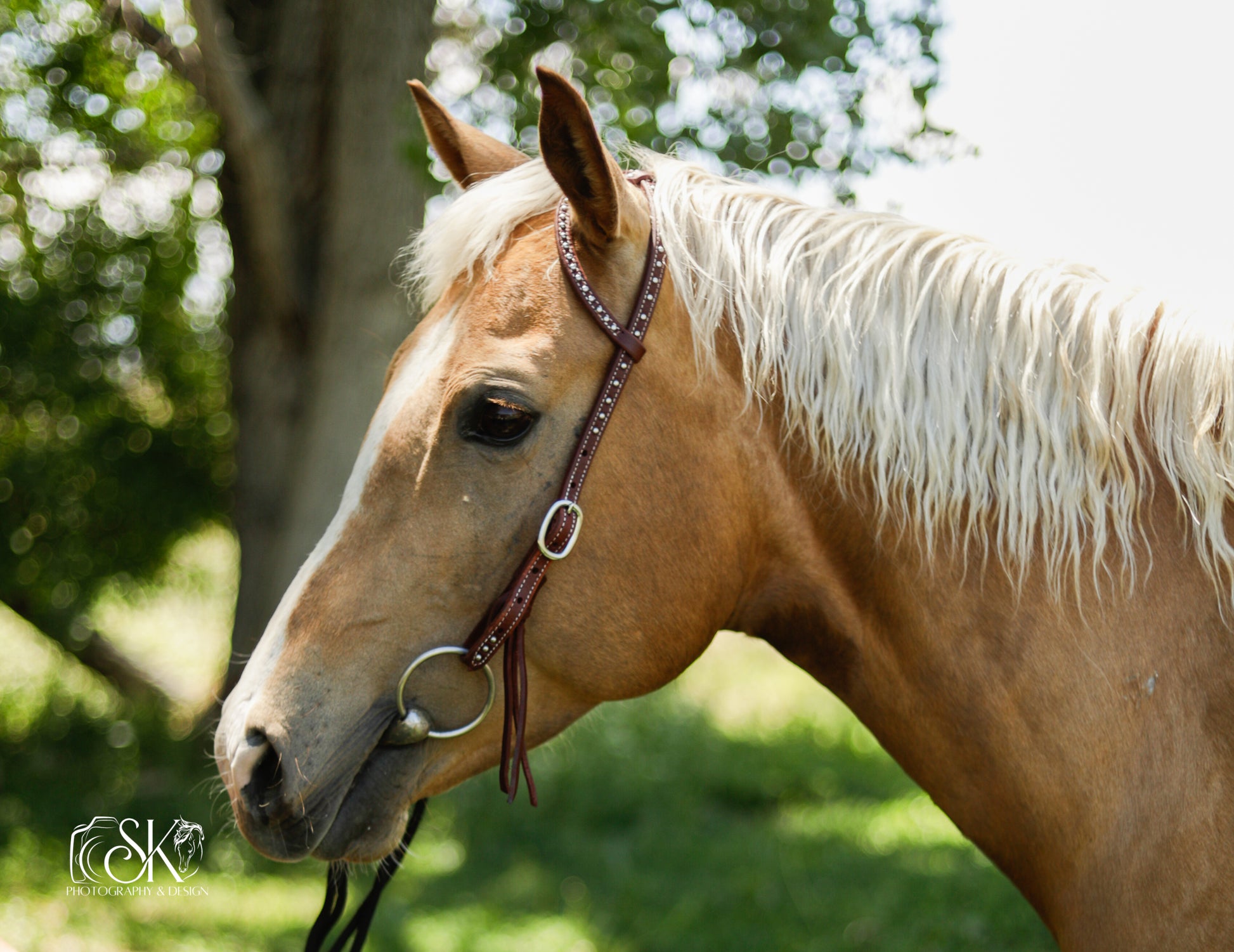 Loop Ear Headstall with Knots and Dots - Lazy L Ranch Co.