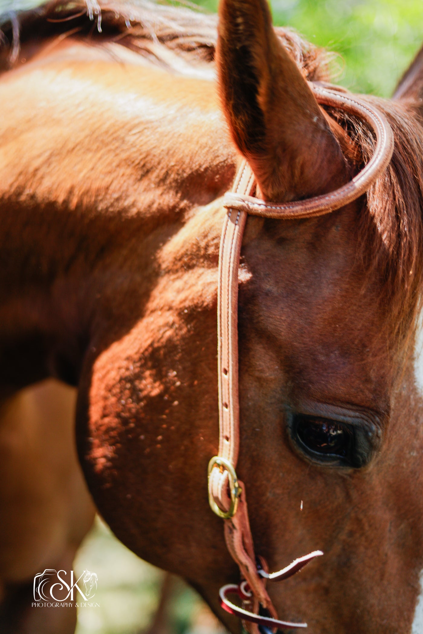 Loop Ear Headstalls - Lazy L Ranch Co.